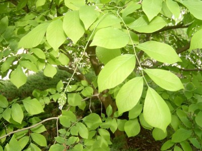 Křehovětvec žlutý Cladratis lutea, jaro 2006