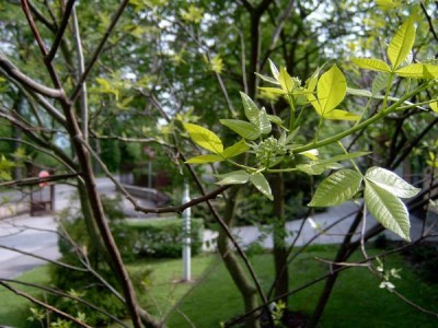 Křídlatec trojlistý Ptelea trifoliata ´Aurea´, jaro 2006