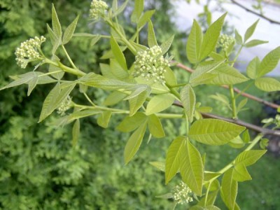 Křídlatec trojlistý Ptelea trifoliata ´Aurea´,jaro 2006