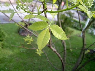 Křídlatec trojlistý Ptelea trifoliata ´Aurea´, jaro 2006