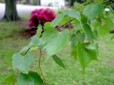 Lípa mongolská Tilia mongolica 2006