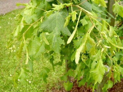 Lípa velkolistá - stříhanolistá Tilia platyphylla ´Laciniata´ 2006