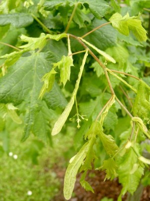 Lípa velkolistá - stříhanolistá Tilia platyphylla ´Laciniata´, 2006