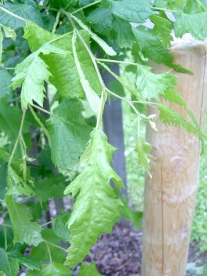Lípa velkolistá - stříhanolistá Tilia platyphylla ´Laciniata´, 2006