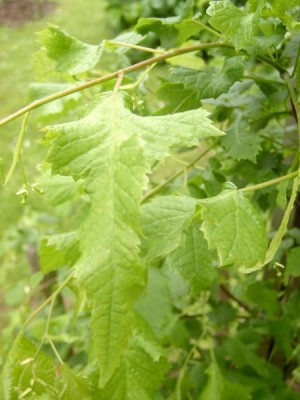 Lípa velkolistá - stříhanolistá Tilia platyphylla ´Laciniata´, 2006