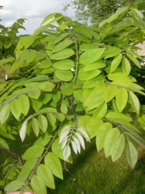 Maackie Fourieova Maackia faurieri, 2006