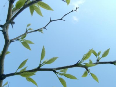 Maklura jablkovitá Maclura pomifera 2006