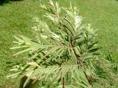 Metasekvoje čínská Metasequoia glyptostroboides ´White´, 2006