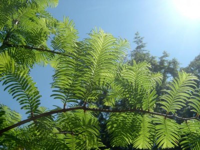 Metasekvoje čínská Metasequoia glyptostroboides, 2006