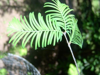 Metasekvoje čínská Metasequoia glyptostroboides, detail, 2006