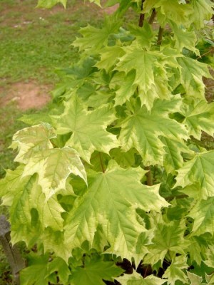 Javor mléčný - pestrolistý Acer platanoides ´Drummondii´, 2006