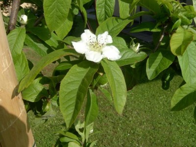 Mišpule německá Mespilus germanica 2006