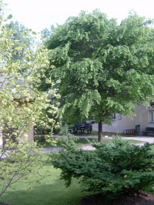 Modřín japonský Larix leptolepis ´Gray Pearl´, 2006