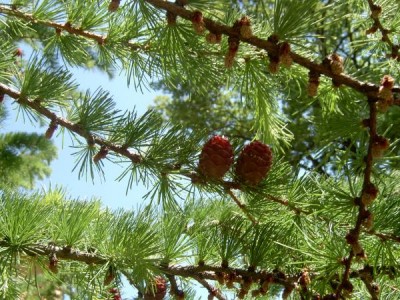 Modřín japonský Larix leptolepis ´Gray Pearl´ za budovou, 2006