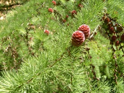 Modřín japonský Larix leptolepis ´Gray Pearl´ za budovou, 2006