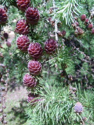 Modřín japonský Larix leptolepis ´Gray Pearl´  za budovou, detail, 2006´