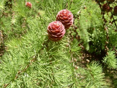 Modřín japonský Larix leptolepis ´Gray Pearl´ za budovou, detail, 2006