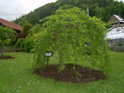 Moruše bílá - převislá Morus alba ´Pendula´ 2006