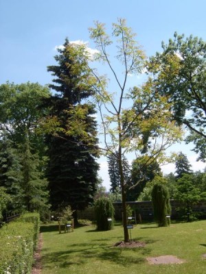 Nahovětvec kanadský Gymnocladus dioicus  2006