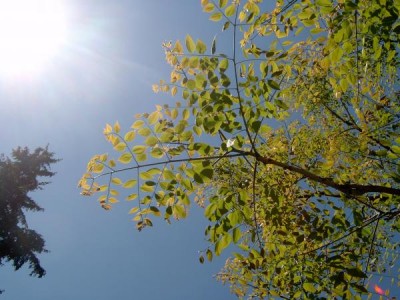 Nahovětvec kanadský Gymnocladus dioicus  list, 2006