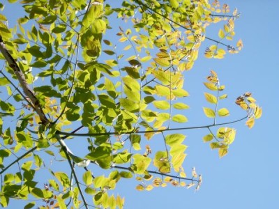 Nahovětvec kanadský Gymnocladus dioicus  list, 2006