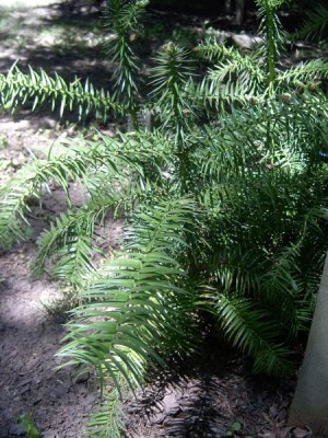 Ostrolistec kopinatý Cunninghamia lanceolata 2006