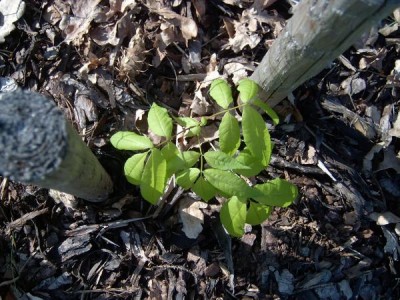 Ořechovec vejčitý Carya ovata semenáček v druhém roce po výsadbě, 2006