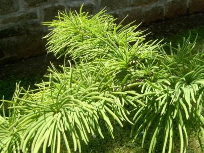 Pamodřín půvabný Pseudolarix amabilis 2006