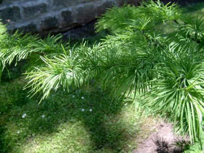 Pamodřín půvabný Pseudolarix amabilis 2006