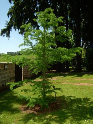 Pamodřín půvabný Pseudolarix amabilis 2006