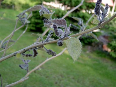 Papírovník čínský Broussonetia papyrifera jaro 2006