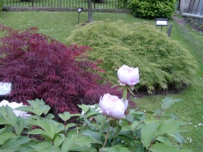 Pivoňka dřevitá Paeonia suffroticosa 2006