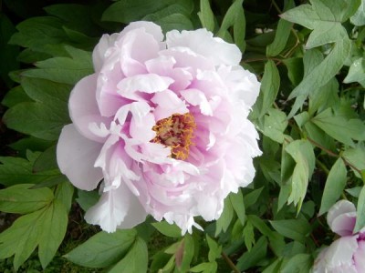 Pivoňka dřevitá Paeonia suffroticosa 2006
