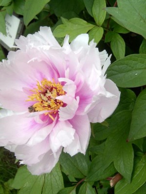 Pivoňka dřevitá Paeonia suffroticosa, detail, 2006