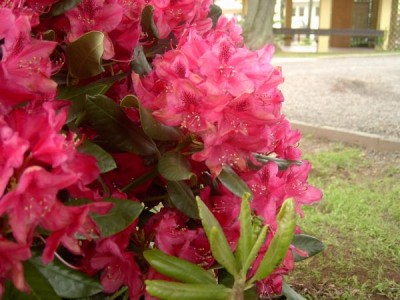 Rododendron, pěnišník Rhododendron 2006
