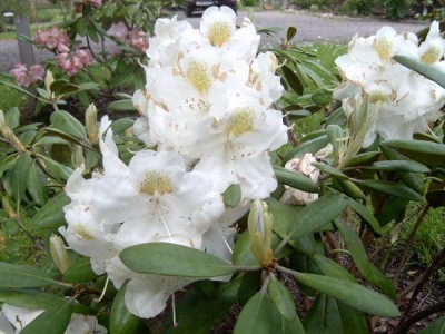 Rododendron, pěnišník Rhododendron 2006