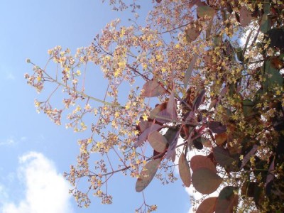 Ruj vlasatá Cotinus coggygria ´Royal purple´ 2006