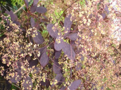 Ruj vlasatá Cotinus coggygria ´Royal purple´ 2006