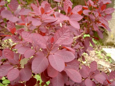 Ruj vlasatá Cotinus coggygria ´Royal purple´ 2006