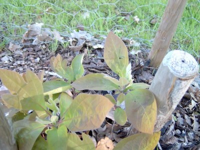 Sasafras bělavý Sassafras albidum druhý rok po výsadbě, 2006