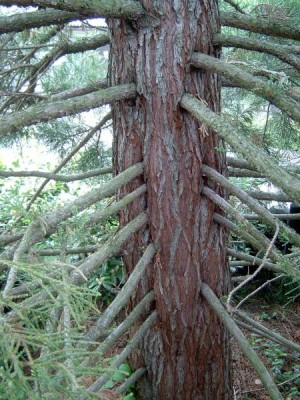 Sekvojovec obrovský Sequiadendron giganteum, 2006