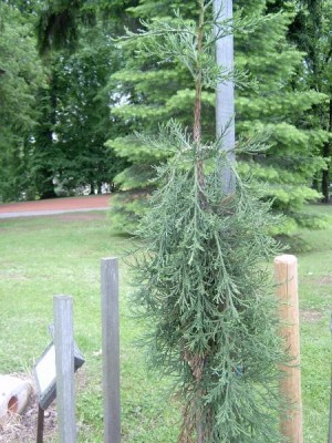 Sekvojovec obrovský - převislý Sequiadendron giganteum ´Pendulum´, 2006