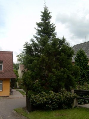 Sekvojovec obrovský Sequiadendron giganteum, 2006