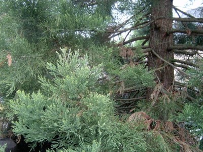 Sekvojovec obrovský Sequiadendron giganteum 2006