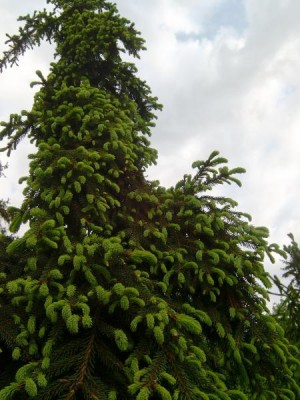 Smrk ztepilý Picea abies ´Rotenhaus´ 2006