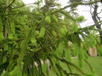 Smrk ztepilý Picea abies ´Viminalis´ 2006