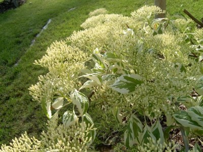 Svída sporná Cornus controversa 2006