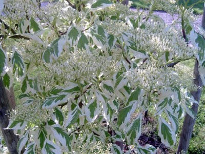 Svída sporná Cornus controversa jaro 2006