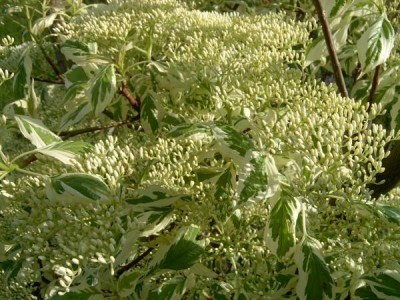 Svída sporná Cornus controversa jaro 2006