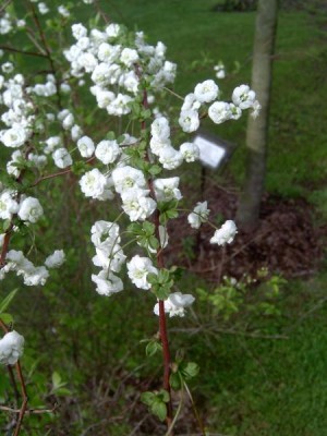 Tavolník třešňolistý Spirea prunifolia, 2006